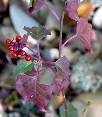 Plants with red berries and purple leaves