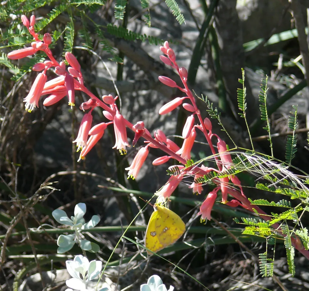 Stalk of red, elongated flowers