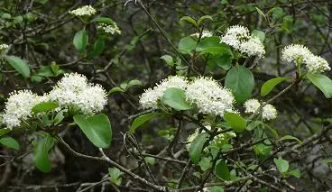 Image of flowers with white flowers
