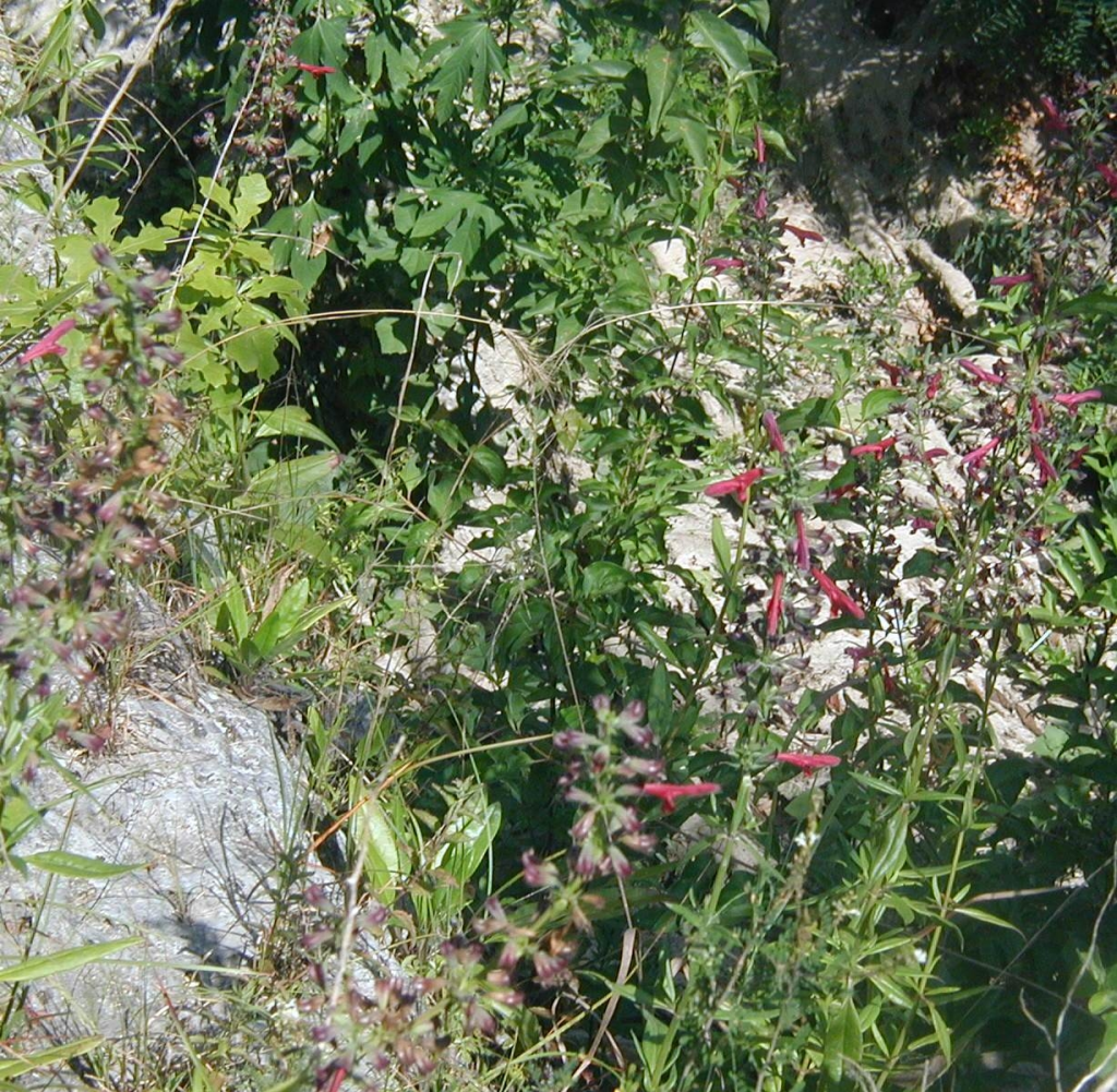 A tangle of native plants in the wild, red flowers.