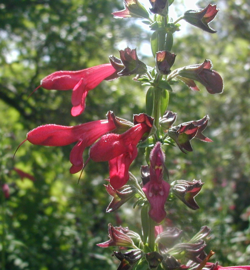 Close up of stalk of red flowers