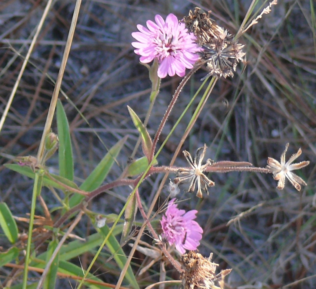 Small purple wildfowers mixed in with native grasses