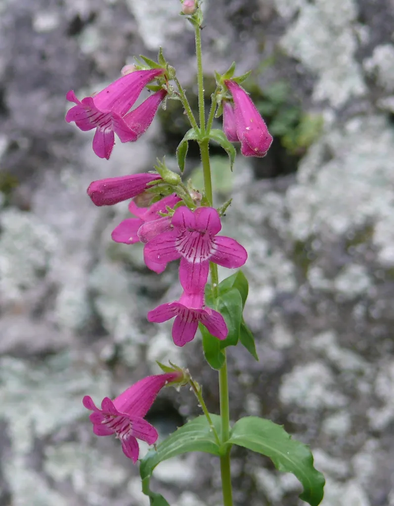 Plant wiht small pink, trumpet shaped flowers
