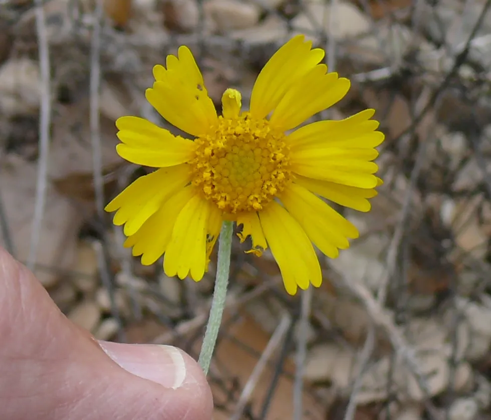 Someone holding a bright yellow flower