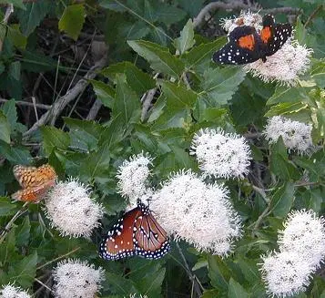 Three butterflies on mistflower