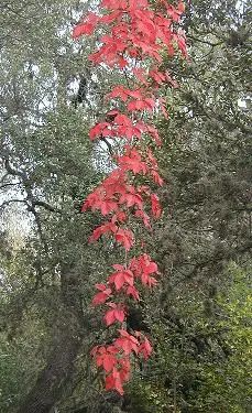 Image of a red-leafed vine against a background of green foliage